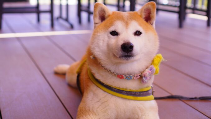Shiba Inu