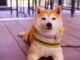 Shiba Inu