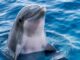 Photo of a dolphin as Google develops an AI model based on insights from Gemma called DolphinGemma to decipher how dolphins communicate and one day facilitate interspecies communication.
