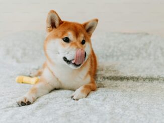 Shiba Inu