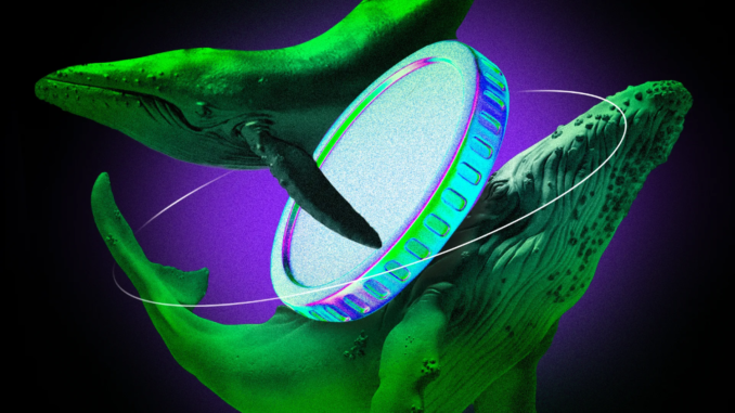 Bitcoin Whale Activity Signals Warnings for the Market 